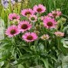 Echinacea 'SunSeekers Bubblelicious' -Outdoor Plant Store PB1167 1 72748551 8d91 400a a527 ecaf7e0c0354