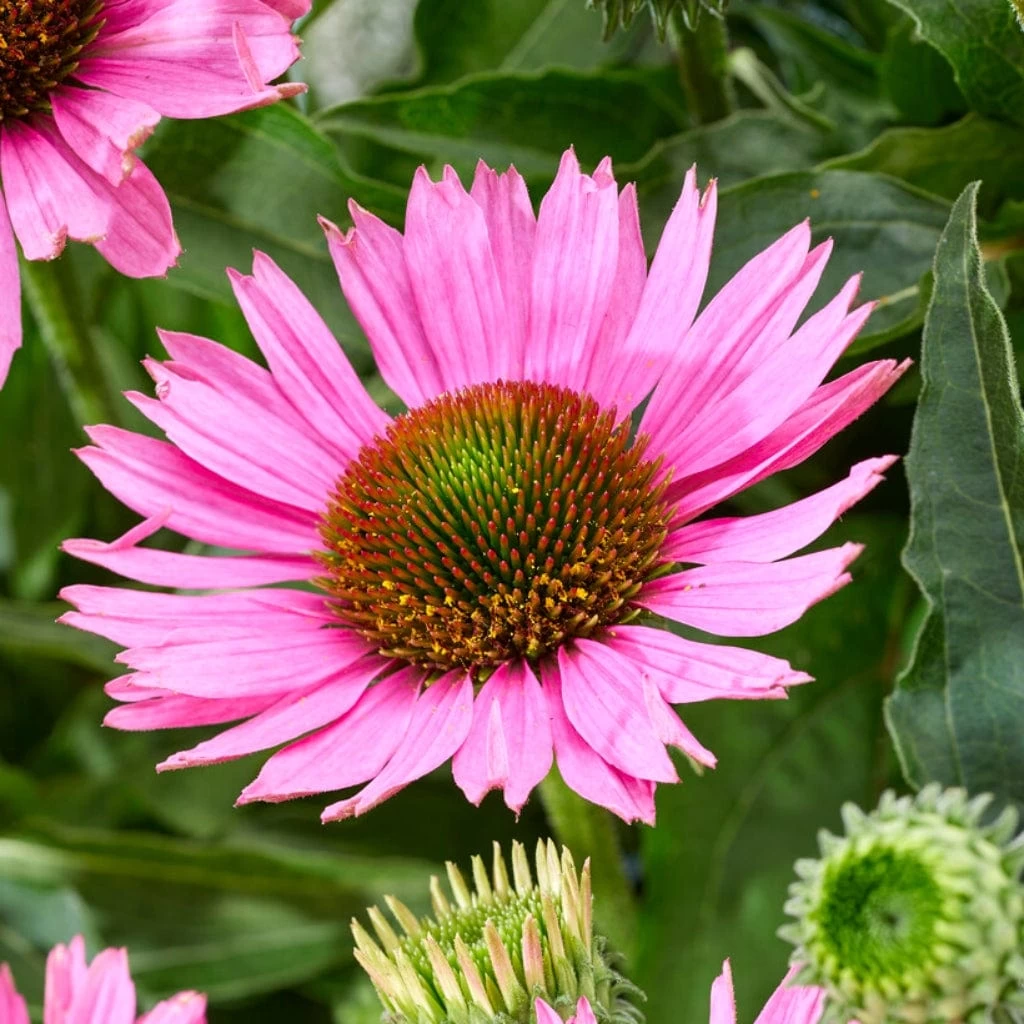 Echinacea 'SunSeekers Bubblelicious' 5 Echinacea 'SunSeekers Bubblelicious' - Image 3