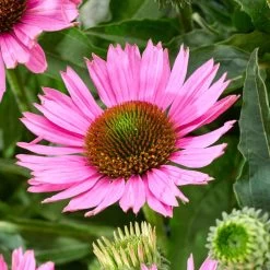 Ultimate Echinacea Collection -Outdoor Plant Store PB1167 3 9dff04f5 c5ed 4b7b ae59 a0449ebae333