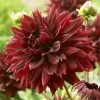 Dahlia 'Black Touch' -Outdoor Plant Store PB1921 1