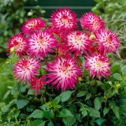 Dahlia 'Dutch Explosion' -Outdoor Plant Store PB1929 2