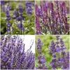 Spectacular Salvia Collection -Outdoor Plant Store PBCOL10 1