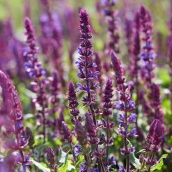 Spectacular Salvia Collection -Outdoor Plant Store PBCOL10 3