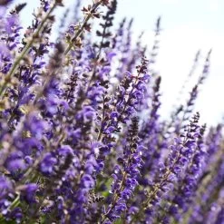 Spectacular Salvia Collection -Outdoor Plant Store PBCOL10 4