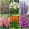 Top Tall Perennials | Plants For Height And Structure