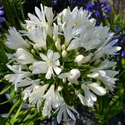 Stately Agapanthus Collection -Outdoor Plant Store PBO442 1 22713639 7afc 4ce6 b147 454abe74de37
