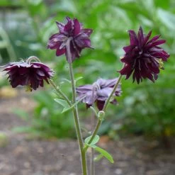 Aquilegia 'Black Barlow' -Outdoor Plant Store PBO455 5