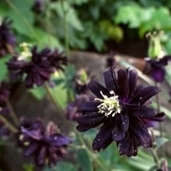 Aquilegia 'Black Barlow' -Outdoor Plant Store PBO455 6