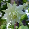 Aquilegia 'Green Apples' 1 Aquilegia 'Green Apples' -Outdoor Plant Store PBO457 1