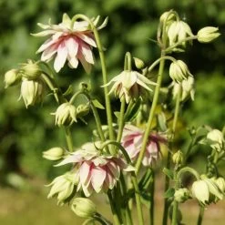 Aquilegia 'Nora Barlow' -Outdoor Plant Store PBO459 4