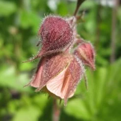Geum Rivale | Water Avens
