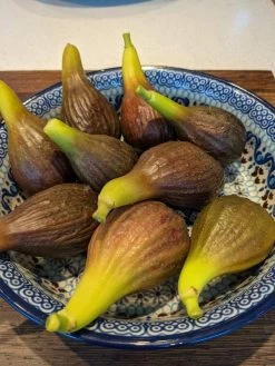 The 3 Best Fruits To Grow In Pots | Nectarine, Fig & Blueberry 13 The 3 Best Fruits To Grow In Pots | Nectarine, Fig & Blueberry -Outdoor Plant Store PXL 20210725 093150100 900x 9245256d 3a6c 4ba0 8c55 8c2804cda3a9