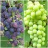 Patio Grape Vines Collection -Outdoor Plant Store PatioGrapes 3222fc9c ded9 4648 9149 dc0a277ae002