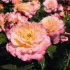 'Perfect Harmony' Hybrid Tea Rose 1 'Perfect Harmony' Hybrid Tea Rose -Outdoor Plant Store Perfect Harmony 1