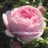 'Pink Martini' Hybrid Tea Rose -Outdoor Plant Store Pink Martini