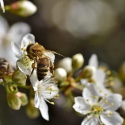 Mirabelle De Nancy Plum Tree -Outdoor Plant Store Plum add2 47d931f1 40dd 4dd4 a8b0 96309db5773e