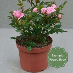 'Palace Fleur' Patio Shrub Rose 9 'Palace Fleur' Patio Shrub Rose -Outdoor Plant Store Potted rose example 1f218e00 1754 42cf b4e4 e4d719c907ee