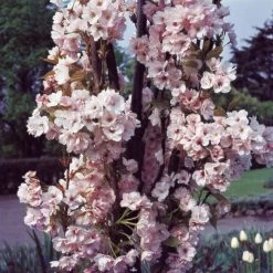 Flagpole Cherry Blossom Tree | Prunus Amanogawa -Outdoor Plant Store PrunusAmanogawaG2001