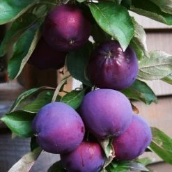 'Purple Haze' Columnar Patio Apple Tree -Outdoor Plant Store PurpleHaze 3
