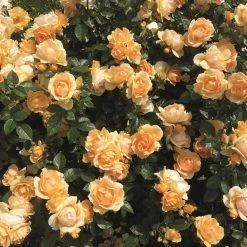 'Queen Bee' Floribunda Rose -Outdoor Plant Store Queen Bee 3