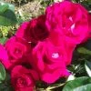 'Lovestruck' Floribunda Rose -Outdoor Plant Store ROTY 2018 LOVESTRUCK 5da49e5b a55f 43b0 82ca bdcedd3316f2