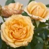 'Parade Radmila' Patio Shrub Rose -Outdoor Plant Store Radmila Parade Poulpar124 N