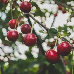 Cross-Pollinating Cherry Collection | Kordia, Merchant & Regina -Outdoor Plant Store Regina 2 69e12596 1ef8 469e b284 d98dde382b2c
