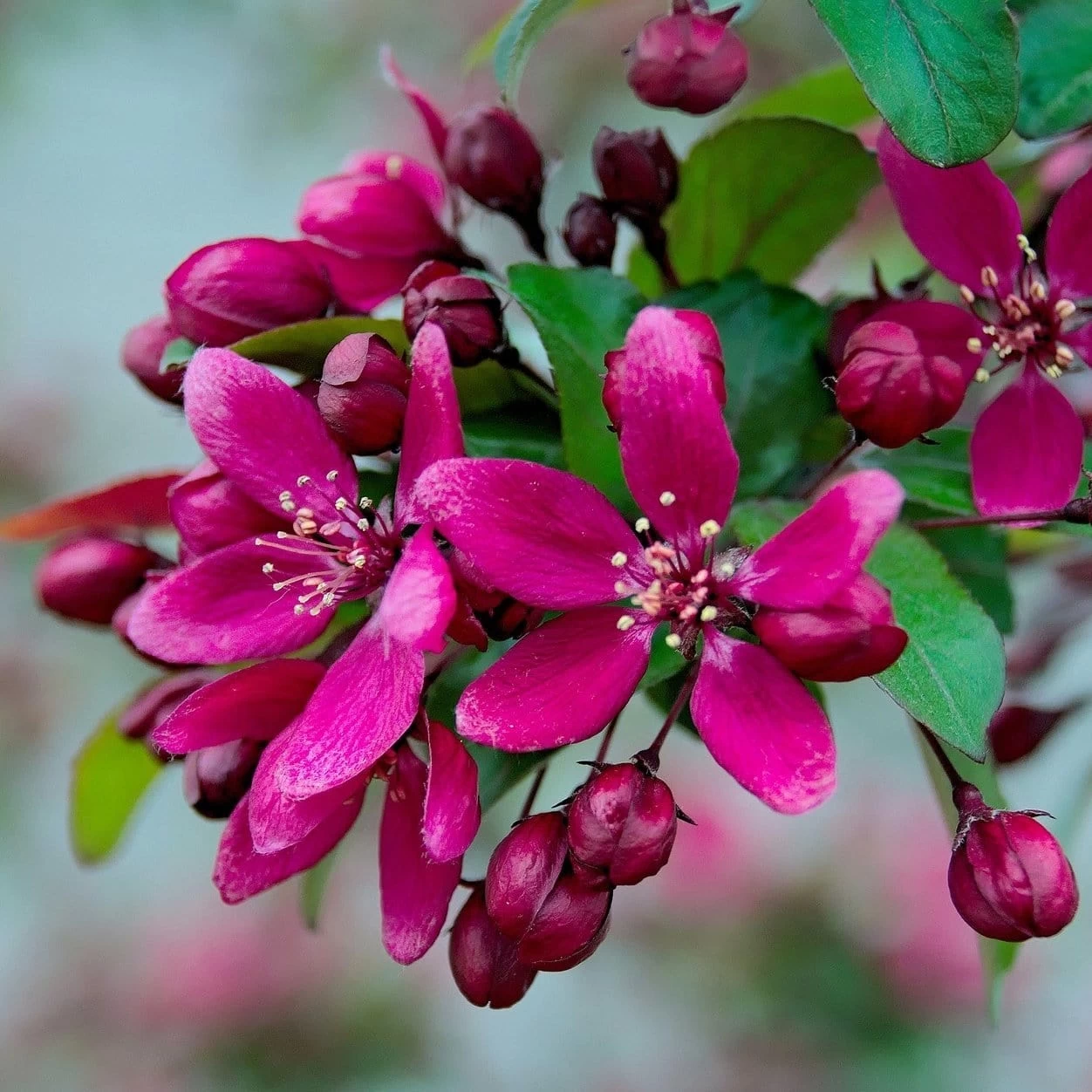 Royalty Crabapple Tree 3 Royalty Crabapple Tree