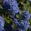 Ceanothus 'Southmead' -Outdoor Plant Store SHR0012 1