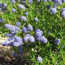 Ceanothus 'Southmead' -Outdoor Plant Store SHR0012 5