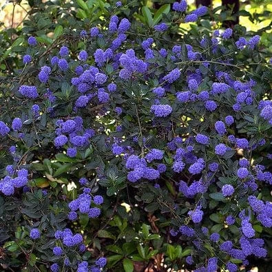 Best Evergreen Shrubs 4 Best Evergreen Shrubs - Image 2