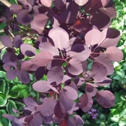 Best Shrubs For Borders -Outdoor Plant Store SHR0027 1 dea38fa5 8e06 4c11 adaf c1f1232e7ed8