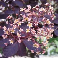 Best Flowering Shrubs -Outdoor Plant Store SHR0027 2 d6f87ef8 2186 41d6 9498 60287068a837