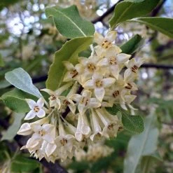 Best Small Evergreen Shrubs -Outdoor Plant Store SHR0031 1 563912e4 afe6 45ad ace2 809656f9993f