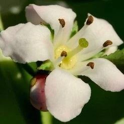 Escallonia 'Apple Blossom' -Outdoor Plant Store SHR0032 3