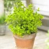 Euonymus 'Emerald 'n' Gold' -Outdoor Plant Store SHR0035 1