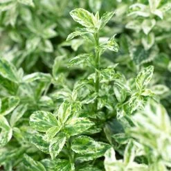 Euonymus 'Harlequin' 7 Euonymus 'Harlequin' -Outdoor Plant Store SHR0037 3