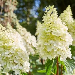 Best Shrubs For Borders -Outdoor Plant Store SHR0046 2 e4803070 0c1a 444f 8a01 dd0a7b9aff1c
