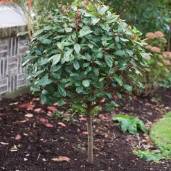 Photinia 'Red Robin' 14 Photinia 'Red Robin' -Outdoor Plant Store SHR0054 10