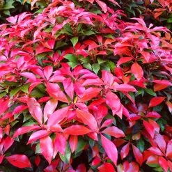 Best Evergreen Shrubs 11 Best Evergreen Shrubs -Outdoor Plant Store SHR0054 3 b31f3e7f 4044 4fdd 945b 69db2d2f3f97