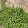 Pittosporum 'Golden Ball' -Outdoor Plant Store SHR0056 1