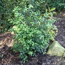 Best Small Evergreen Shrubs -Outdoor Plant Store SHR0058 1 e658f02d acb1 45cd b15c 5cc27c60092e