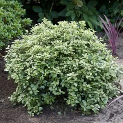 Best Shrubs For Borders -Outdoor Plant Store SHR0058 3 47341af6 845c 419d 9b76 6812597f7149