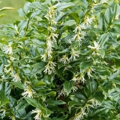 Best Flowering Evergreen Shrubs -Outdoor Plant Store SHR0062 1 f7e44b35 4443 4e1f b9ca 5dd40e3c765d