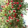 'Don Juan' Climbing Rose -Outdoor Plant Store SHR0069 4