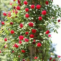 Repeat Flowering Climbing Rose Collection -Outdoor Plant Store SHR0069 4 9ae142bb fe7a 4856 a256 ba093ca98e65