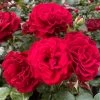 'Hallie Bella®' Shrub Rose -Outdoor Plant Store SHR0070 1