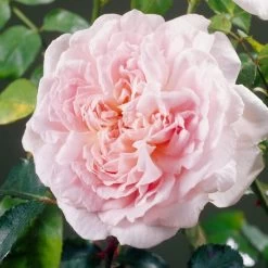 'Clair Renaissance®' Shrub Rose -Outdoor Plant Store SHR0073 4