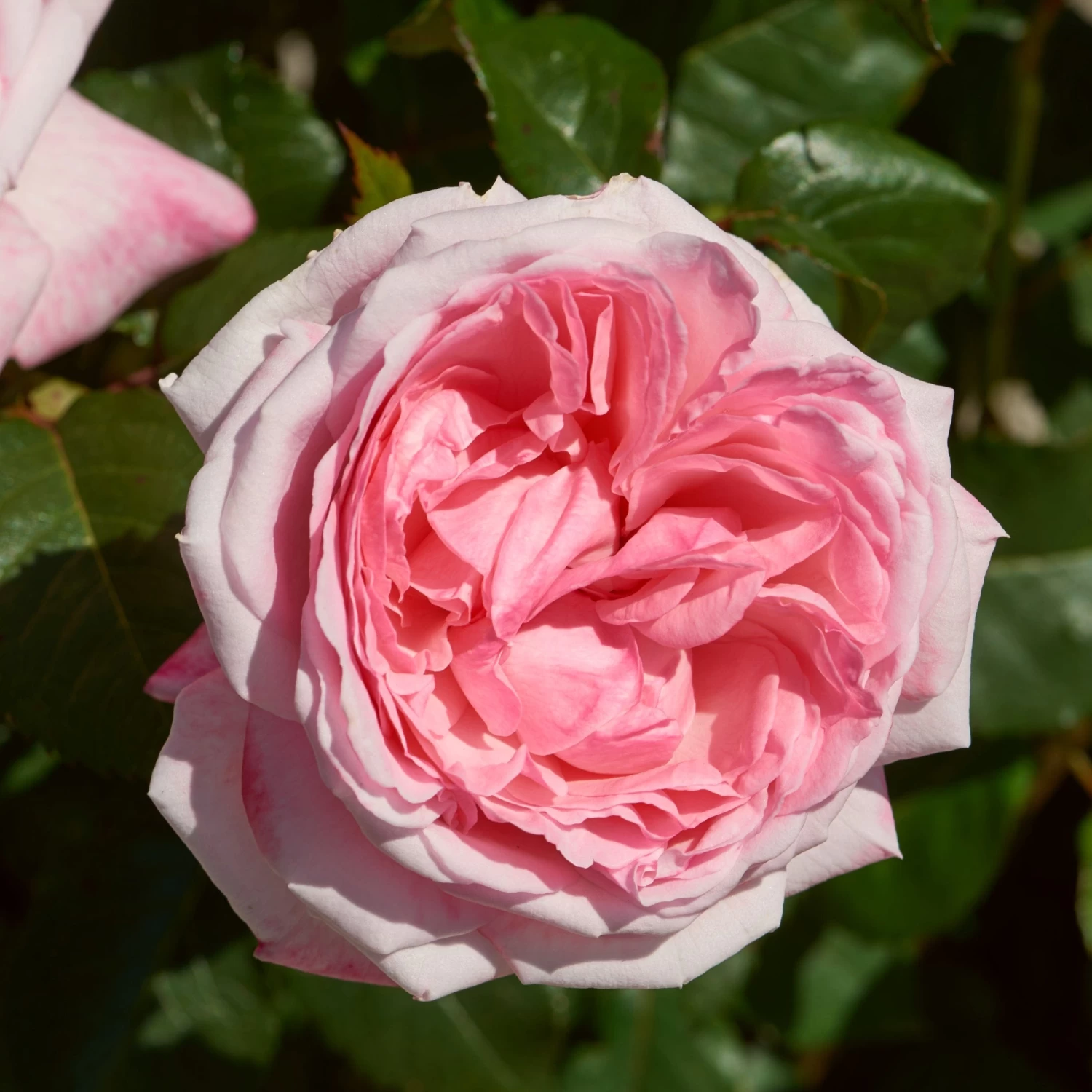 'Marlis Renaissance®' Shrub Rose 3 'Marlis Renaissance®' Shrub Rose