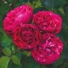 'Raspberry Ripple®' Shrub Rose 1 'Raspberry Ripple®' Shrub Rose -Outdoor Plant Store SHR0084 1